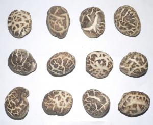 原木童香菇1-1.8花菇