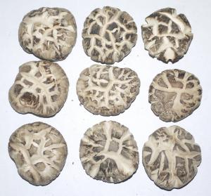 原木童香菇3-4花菇