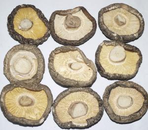 原木童香菇4-5 B级菇