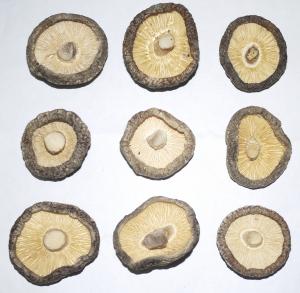 原木童香菇3-4 B级菇