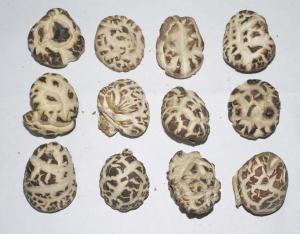 原木童香菇1-1.8天白菇